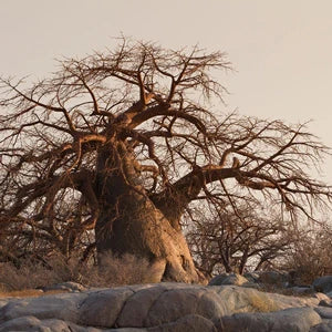 バオバブオイル