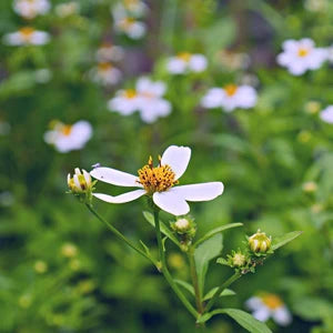 コセンダングサエキス
