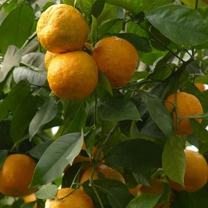 ビターオレンジウォーター