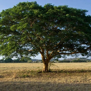 コパイバオイル