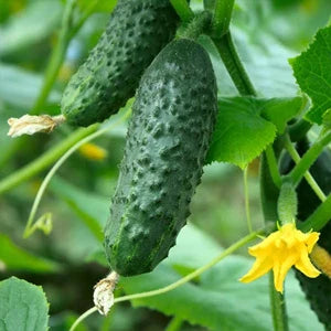 キュウリエキス