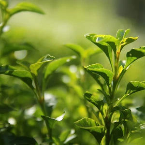茶葉エキス