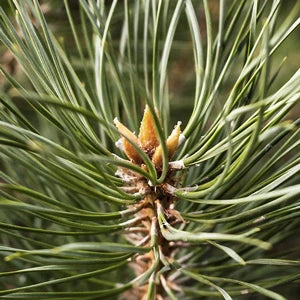 カラマツエキス