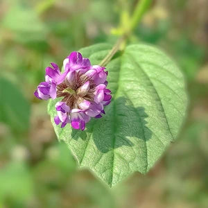 オランダビユ抽出物