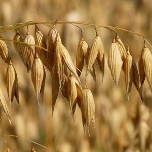 植物由来セラミド