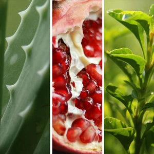 プロバイオティクスブレンド