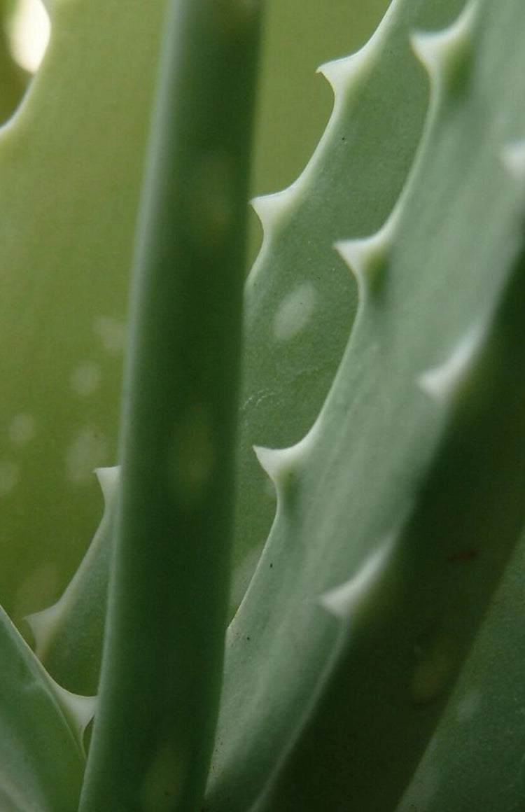 EVOLVEのこだわりをのぞいてみる