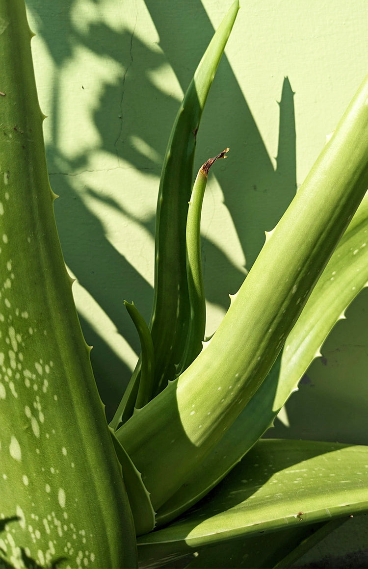 EVOLVEのこだわりをのぞいてみる