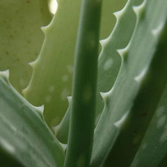 アロエベラエキス