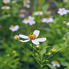 コセンダングサエキス