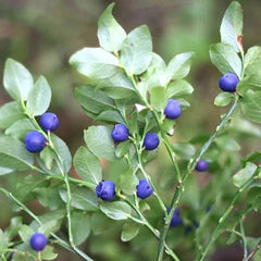 ビルベリーエキス