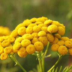 ブルータンジーオイル