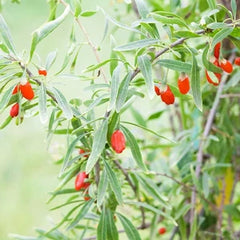 ゴジベリーエキス