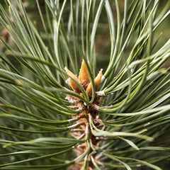 カラマツエキス