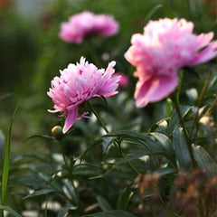 シャクヤクエキス