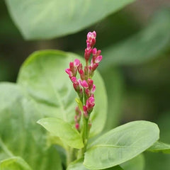 ピンクインディゴエキス