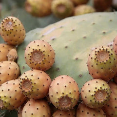 ウチワサボテンエキス