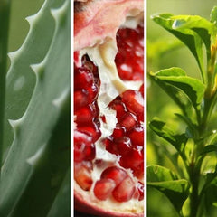 プロバイオティクスブレンド