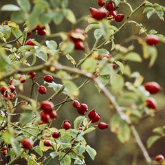 ローズヒップオイル