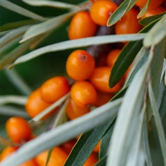 シーバックソーンオイル