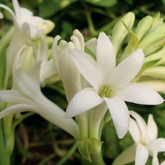 チュベローズ抽出物