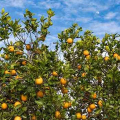 ビタミンC誘導体