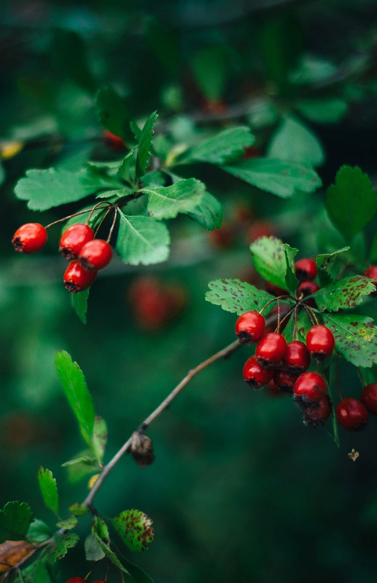 EVOLVEのこだわりをのぞいてみる